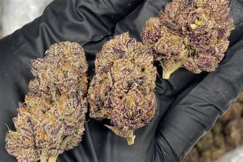 Purple nerds strain