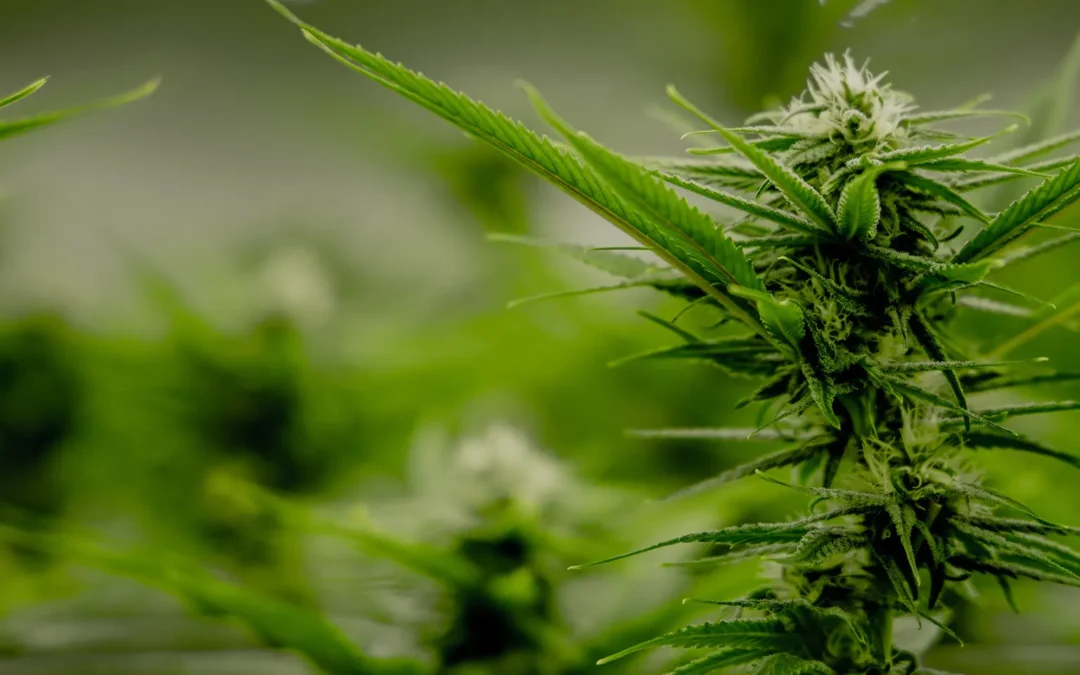 Weed for Beginners: What to Buy at a Dispensary Your First Time