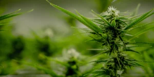 Weed for Beginners: What to Buy at a Dispensary Your First Time