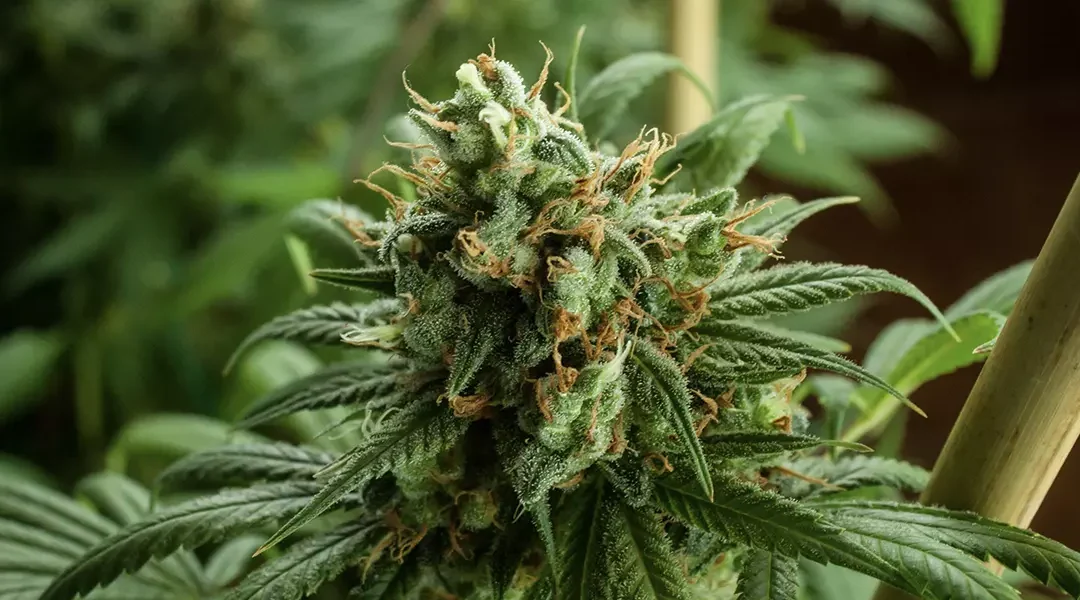 Smoking vs. Edibles: Which Cannabis Consumption Method Is Right for You?